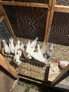pigeons for sale