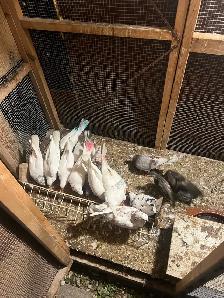 pigeons for sale - Photo 2