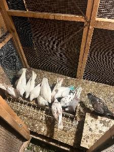pigeons for sale - Photo 3