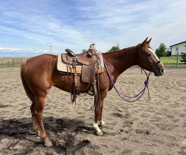 Quarter horse for sale