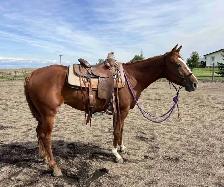 Quarter horse for sale