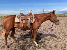 Quarter horse for sale - Photo 2