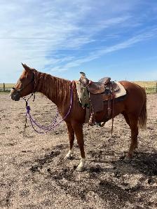 Quarter horse for sale - Photo 3