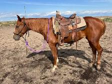 Quarter horse for sale - Photo 4