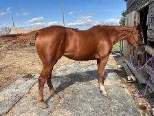 Quarter horse for sale - Photo 5