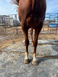 Quarter horse for sale - Photo 6