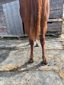Quarter horse for sale - Photo 7