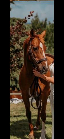 20 year old registered Arabian mare