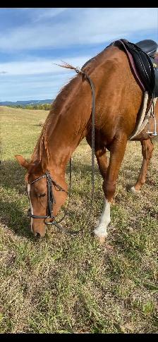 20 year old registered Arabian mare - Photo 2