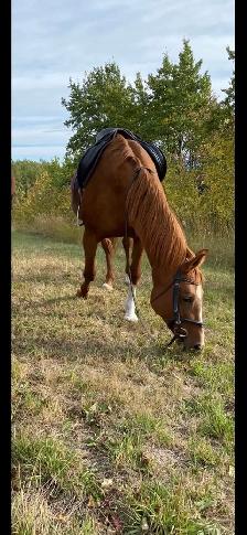 20 year old registered Arabian mare - Photo 3
