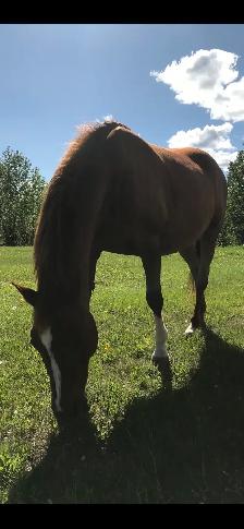20 year old registered Arabian mare - Photo 4