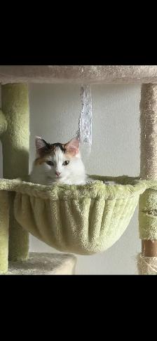 Turkish Van for rehoming - Photo 2