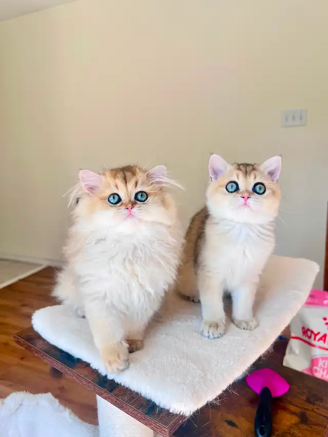 British Shorthair & Longhair Kittens/ Black Golden Shaded / TICA
