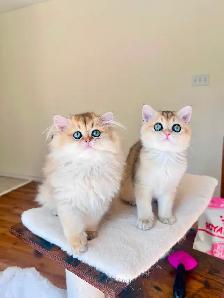 British Shorthair & Longhair Kittens/ Black Golden Shaded / TICA