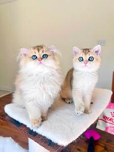 British Shorthair & Longhair Kittens/ Black Golden Shaded / TICA - Photo 2