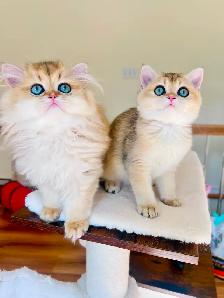 British Shorthair & Longhair Kittens/ Black Golden Shaded / TICA - Photo 3