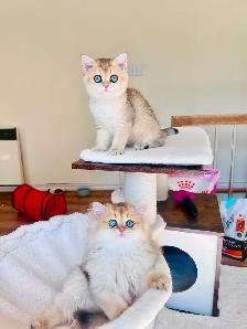 British Shorthair & Longhair Kittens/ Black Golden Shaded / TICA - Photo 4