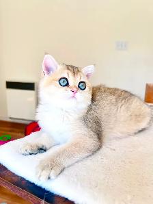 British Shorthair & Longhair Kittens/ Black Golden Shaded / TICA - Photo 5