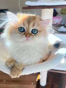 British Shorthair & Longhair Kittens/ Black Golden Shaded / TICA - Photo 6