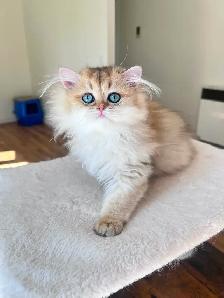 British Shorthair & Longhair Kittens/ Black Golden Shaded / TICA - Photo 7