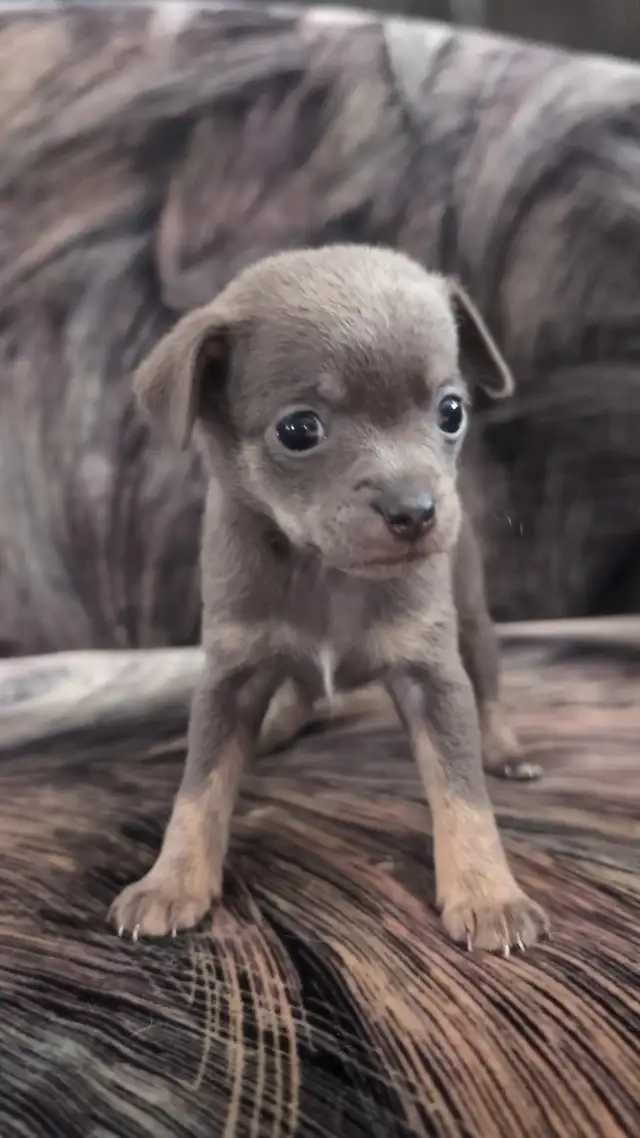 Purebred Chihuahua Puppies