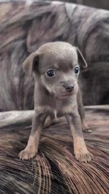 Purebred Chihuahua Puppies
