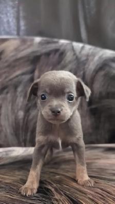 Purebred Chihuahua Puppies - Photo 2