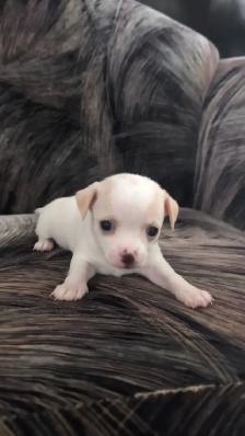 Purebred Chihuahua Puppies - Photo 3