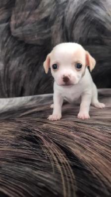 Purebred Chihuahua Puppies - Photo 4