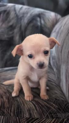 Purebred Chihuahua Puppies - Photo 5