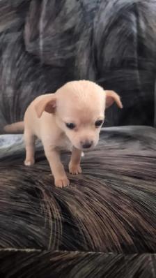 Purebred Chihuahua Puppies - Photo 6