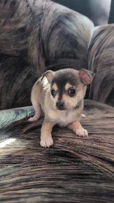 Purebred Chihuahua Puppies - Photo 7