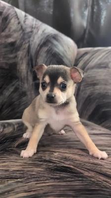 Purebred Chihuahua Puppies - Photo 8