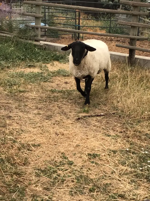 Ewe lambs and doe kid