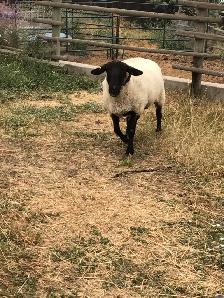 Ewe lambs and doe kid