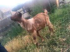 Ewe lambs and doe kid - Photo 2