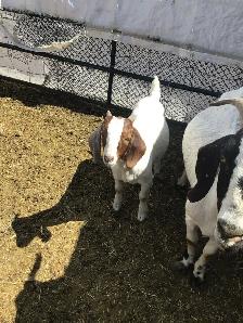 Ewe lambs and doe kid - Photo 3