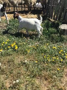 Ewe lambs and doe kid - Photo 4