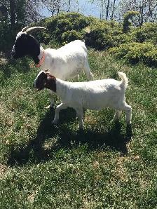 Ewe lambs and doe kid - Photo 5
