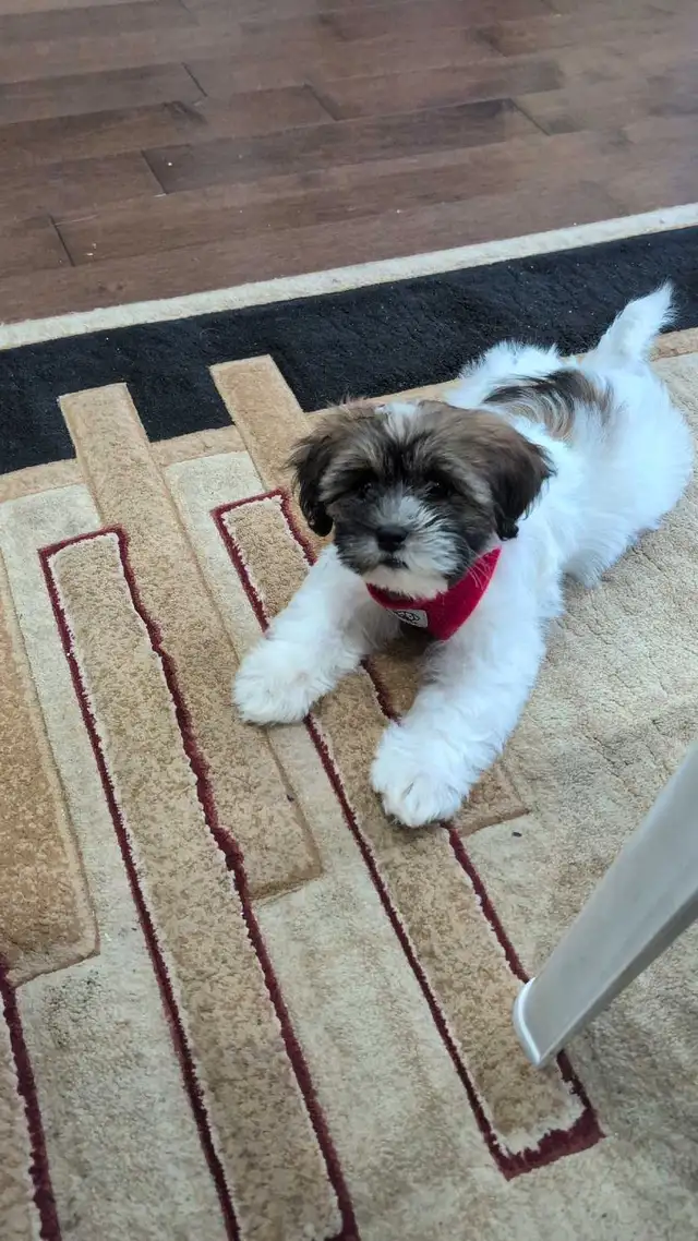 shichon Puppy