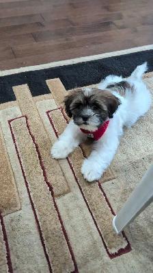 shichon Puppy