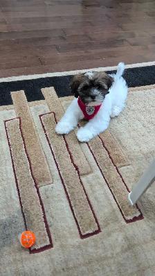 shichon Puppy - Photo 2