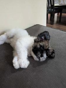 shichon Puppy - Photo 3