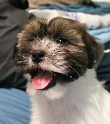 shichon Puppy - Photo 4