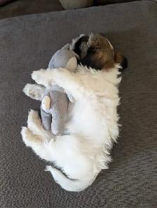 shichon Puppy - Photo 5