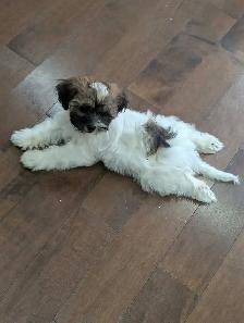 shichon Puppy - Photo 6