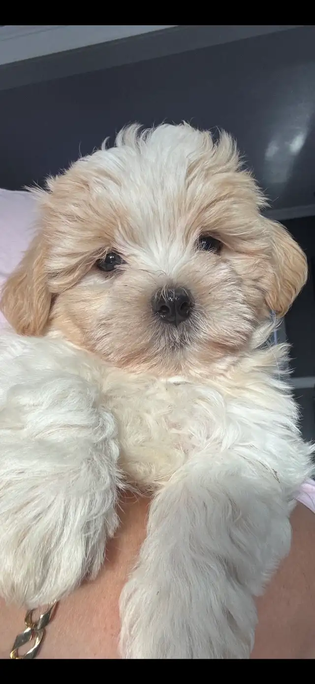 Morkies and shorkies