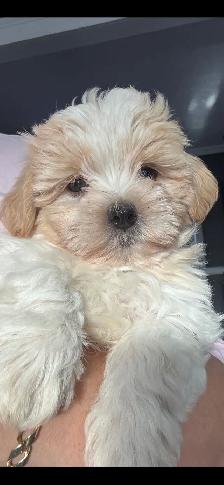 Morkies and shorkies