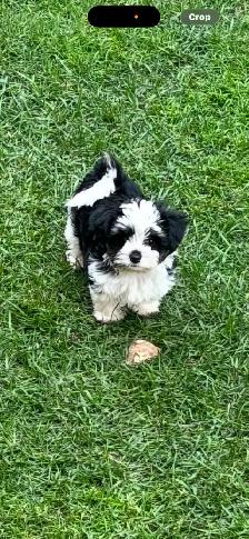 Morkies and shorkies - Photo 2