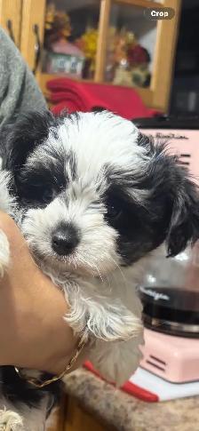 Morkies and shorkies - Photo 3